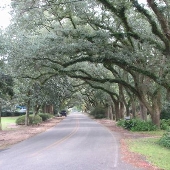 Magnolia Springs- Oak Canopy Street-Homes