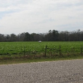 Auburn University-Wheat Fields