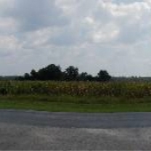 Thorsby Cornfield