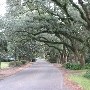 Magnolia Springs- Oak Canopy Street-Homes