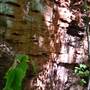 Ruffner Mountain: Iron Ore Mine Entrance