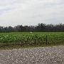 Auburn University-Wheat Fields