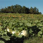 The Oaks Pumpkin Patch