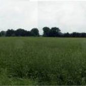 Garner Field-Rye Grass