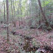 Blakeley State Park-Forest Walking Path