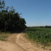 Morris Corn Field