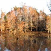 Patsaliga Swamp