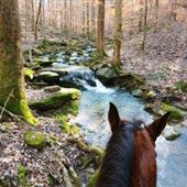 Rocky Creek Equine