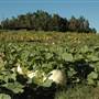 The Oaks Pumpkin Patch