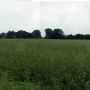 Garner Field-Rye Grass