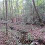 Blakeley State Park-Forest Walking Path