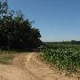 Morris Corn Field