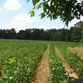 Riverview Farm-Soybean Fields