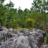 Oak Mountain State Park: Rock Garden