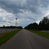 Cotton Fields