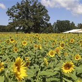 Cornutt Farms