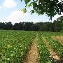 Riverview Farm-Soybean Fields