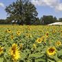Cornutt Farms