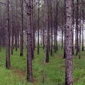 Little River State Forest