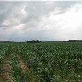 Minter Cornfields
