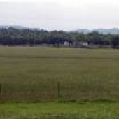 Stanley's Field-Rye Grass