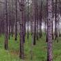 Little River State Forest