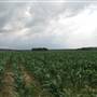 Minter Cornfields