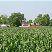 Biggs Cornfield
