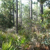 Bon Secour Wildlife Refuge