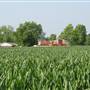 Biggs Cornfield