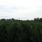 Bartl's Fields