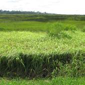 Grand Bay Savannah Grass