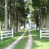 The Cedars