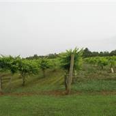 Morgan Creek Rd.