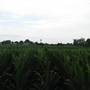 Bartl's Fields
