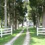 The Cedars