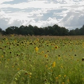 Sunflower Field