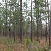 Conecuh National Forest 3-3-14