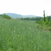David's Field-Rye Grass