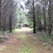 University of West Alabama Nature Trail Head