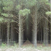 Holman Woods