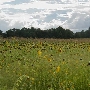 Sunflower Field
