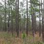 Conecuh National Forest 3-3-14