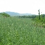 David's Field-Rye Grass
