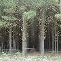 Holman Woods