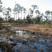Dauphin Island Bird Sanctuary Swamp