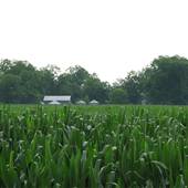 Cornfields- Hwy. 28/Co.Rd.55