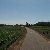 Morris Corn Field-Shorter