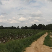 Reeves Cotton Field