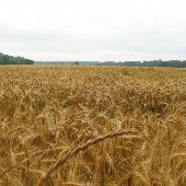 Auburn University-Wheat Fields-May
